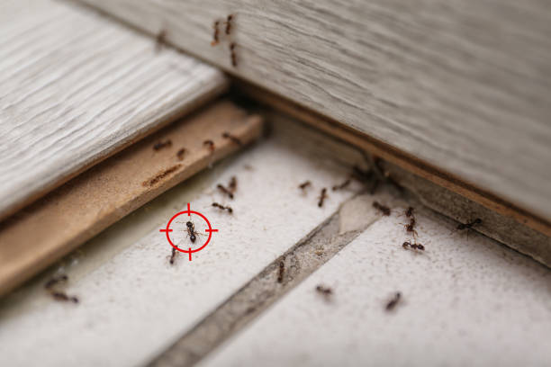 Maury, NC Pest Control Company