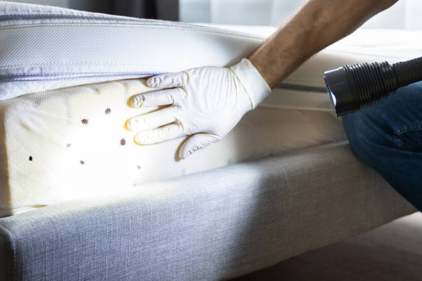 Best Local Pest Control Services  in Maury, NC