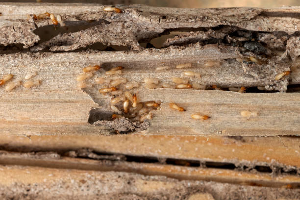 Best Best Pest Control Companies  in Maury, NC