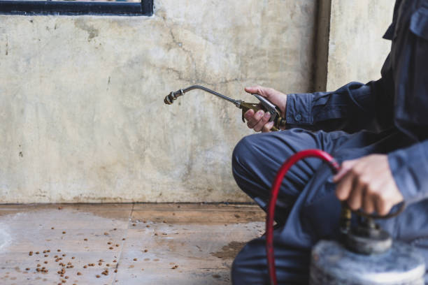 Best Flea Control Services  in Maury, NC